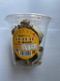 ワンコインイエコ　ＭＬ　約100匹