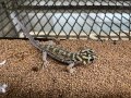 トルキスタンスキンクヤモリ　