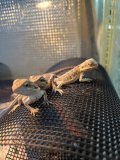 フトアゴヒゲトカゲ　イエローストライプ
