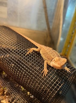 画像1: フトアゴヒゲトカゲ　