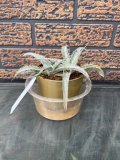 Dyckia　T-Rex