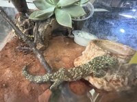 オキシデンタリスクチサケヤモリ