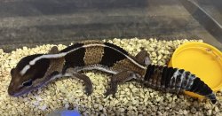 画像1: ニシアフリカトカゲモドキ　メス