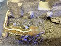 ソメワケササクレヤモリザンティック　♂