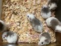 ヤワゲネズミ
