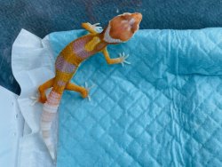 画像1: アルビノレオパ