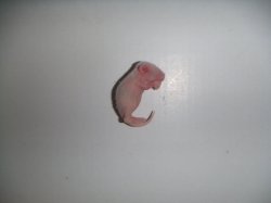 画像1: 冷凍ピンクマウス　Ｌ　1匹