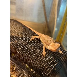 画像: フトアゴヒゲトカゲ　
