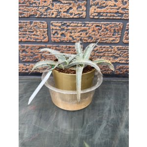 画像: Dyckia　T-Rex