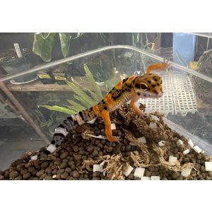 画像: レオパードゲッコー　タンジェリン
