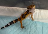 画像: レオパードゲッコー　タンジェリン