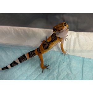 画像: レオパードゲッコー　タンジェリン