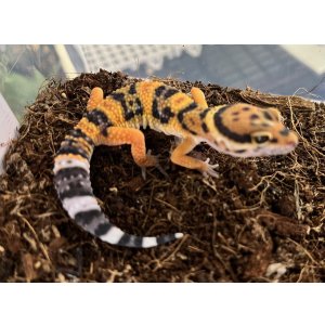 画像: レオパードゲッコー　タンジェリン