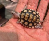 画像: オルナータダイヤモンドバックテラピン 