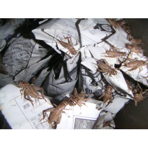 画像: ヨーロッパイエコオロギ　ＭＬ　60ｇ（約200匹）
