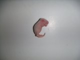 画像: 冷凍ピンクマウス　Ｌ　1匹