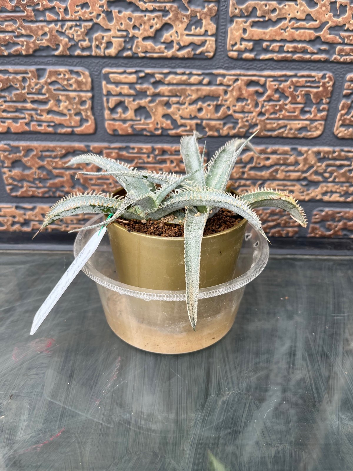 画像1: Dyckia　T-Rex