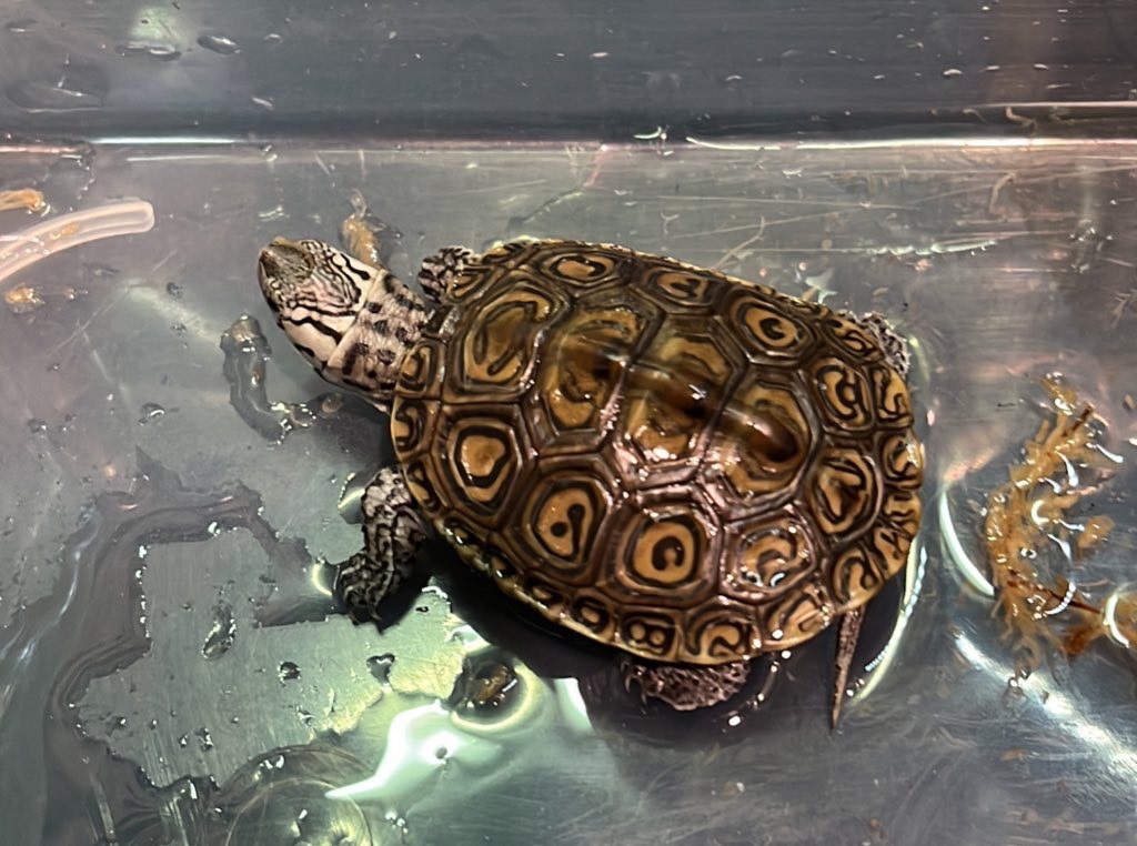 画像1: カロリナコンセントリックダイヤモンドバックテラピン 