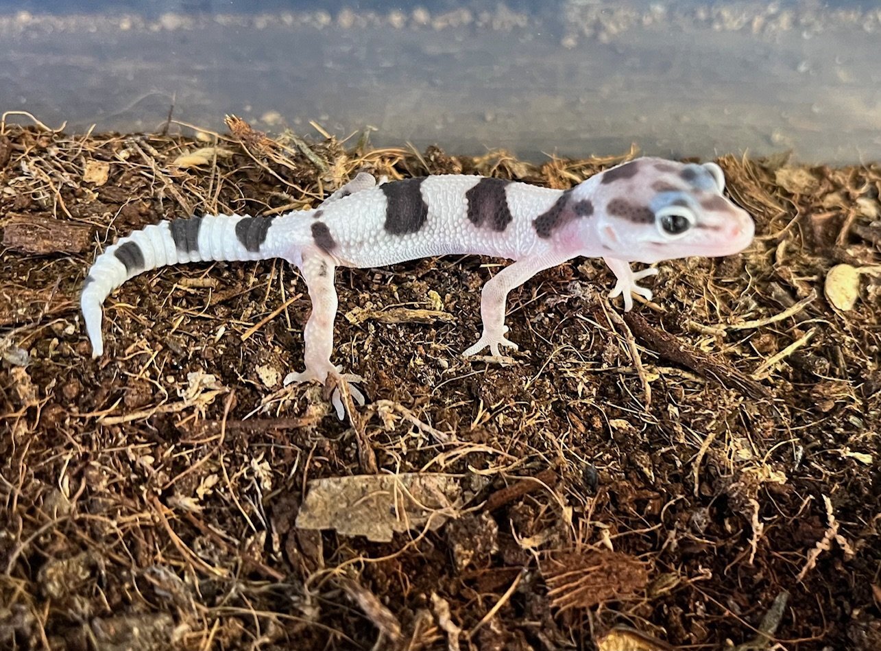 画像1: スノーレオパ