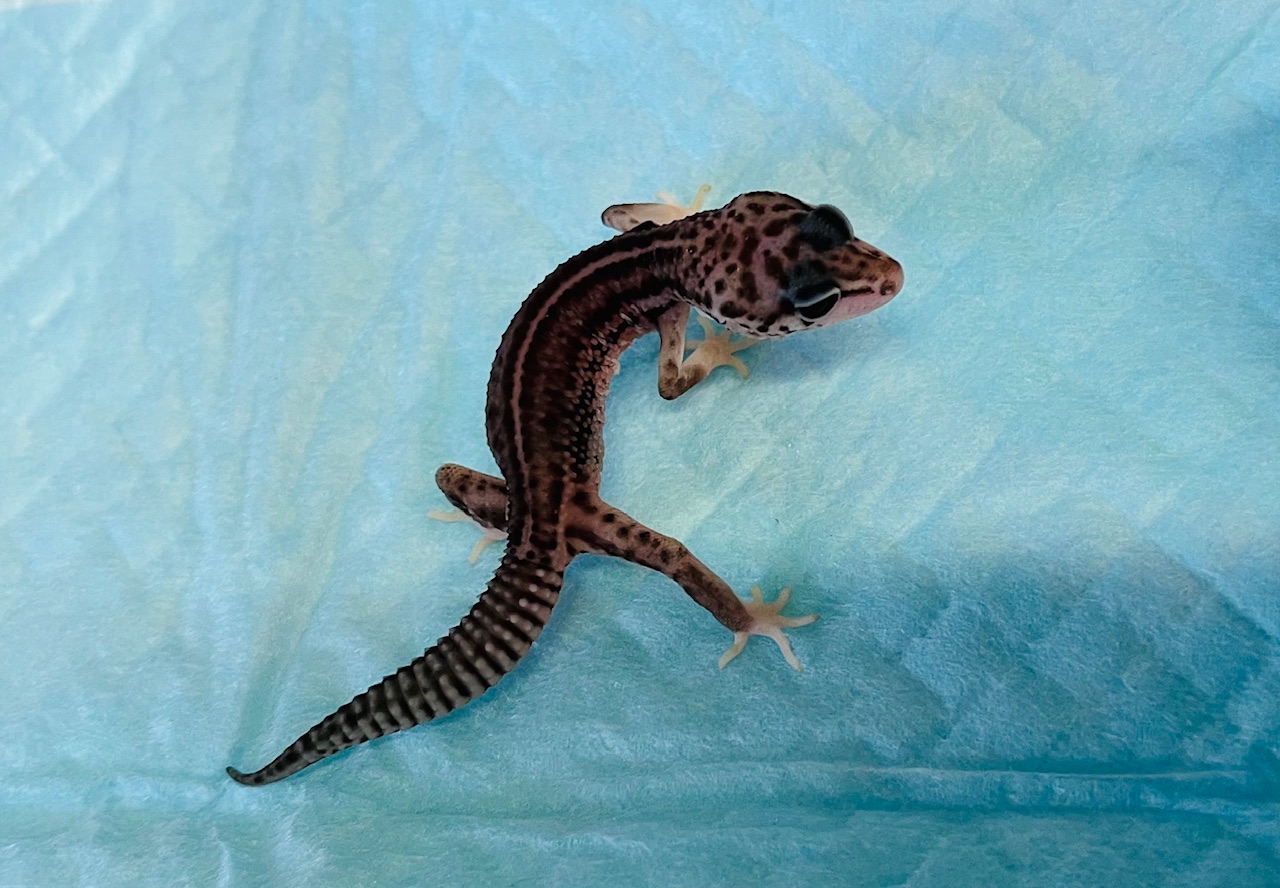 画像1: レオパ　スーパーマックスノー