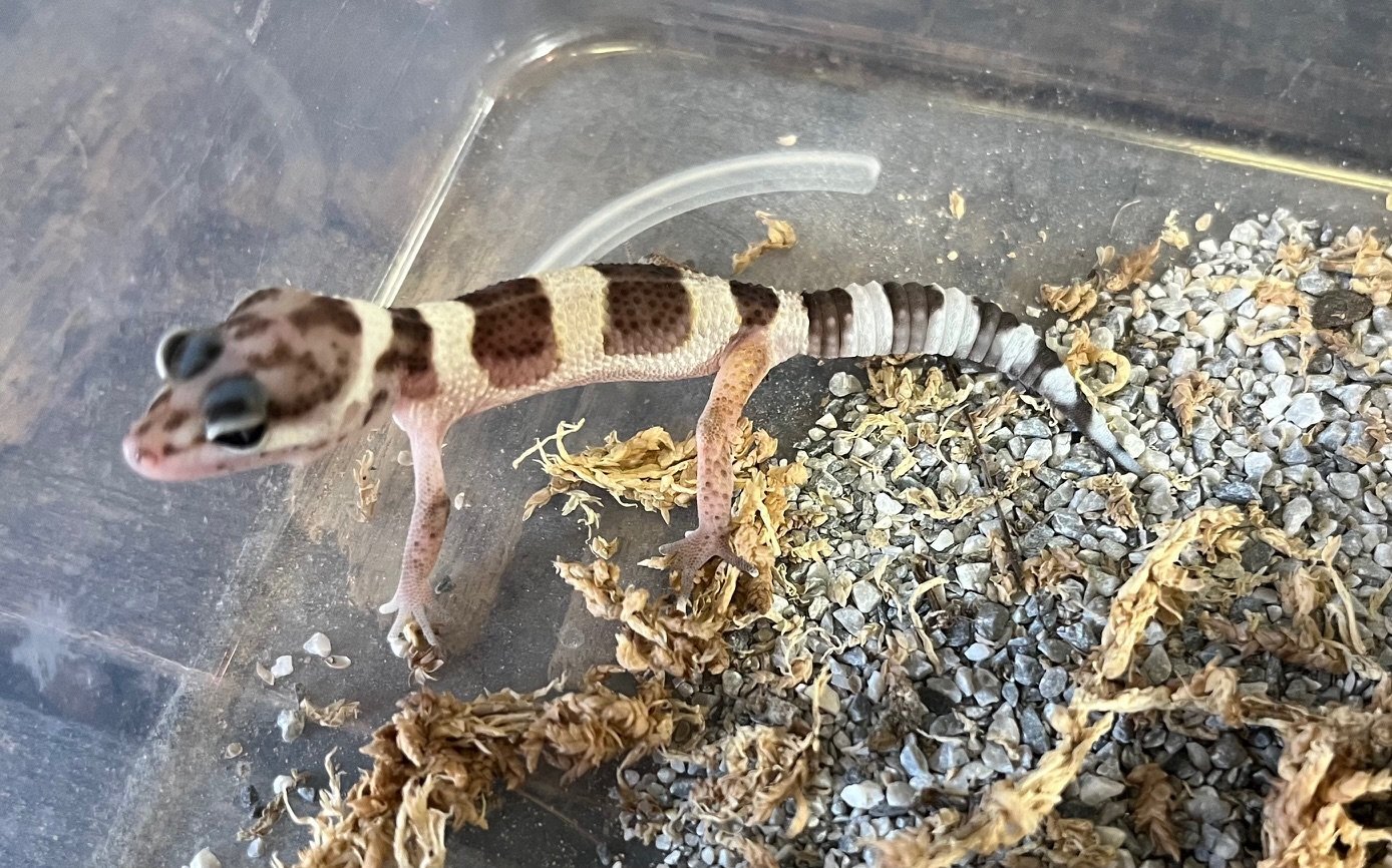 画像1: スノーレオパ