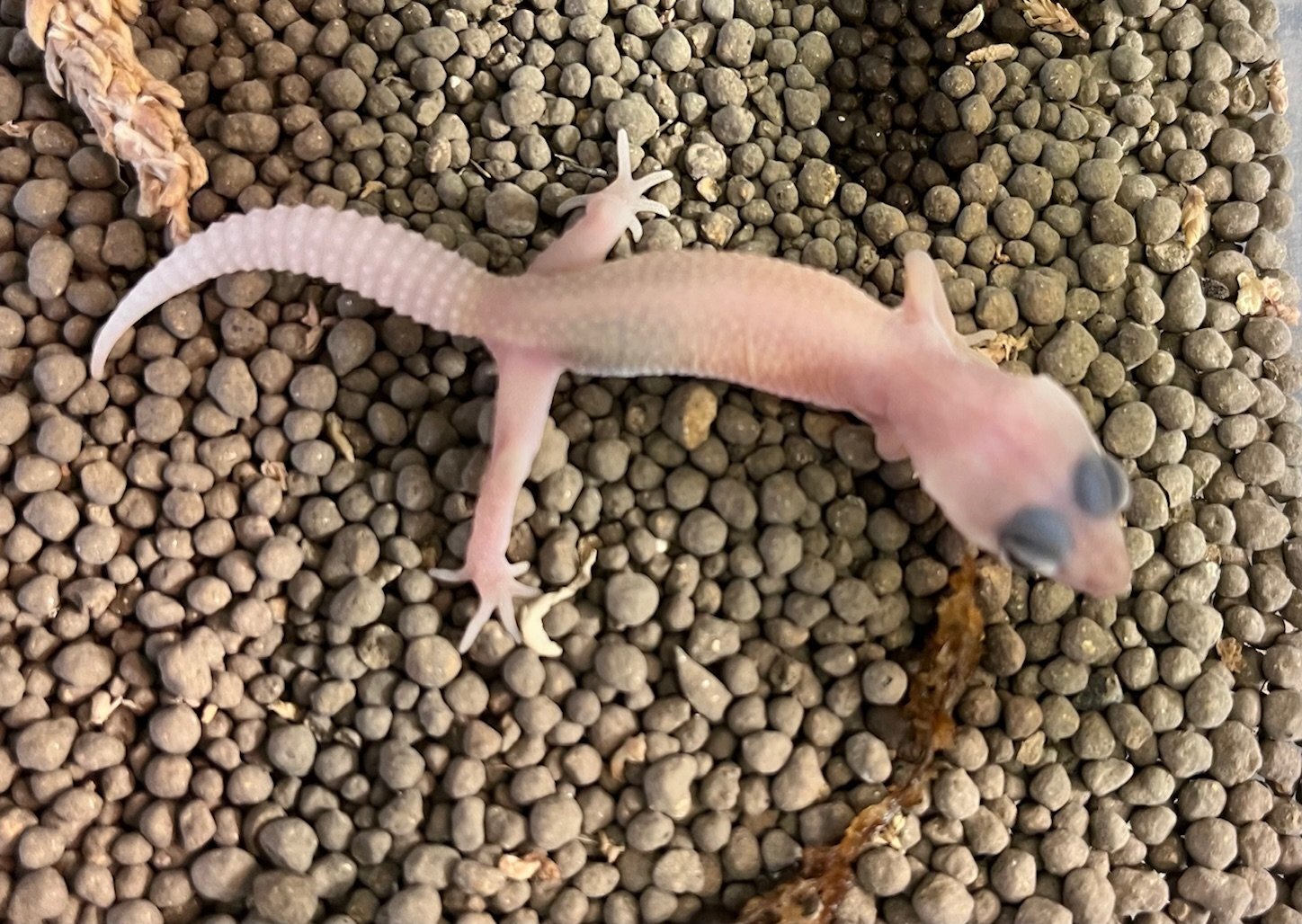 画像1: レオパ　ブレイジングブリザード