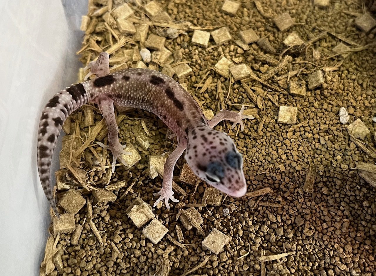 画像1: レオパ　エクリプス